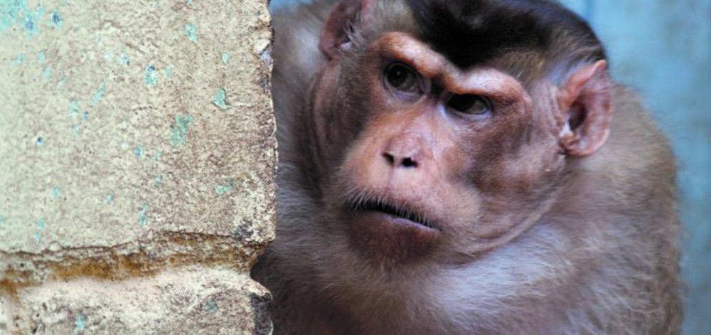 Μαϊμού μπήκε σε σπίτι και σκότωσε βρέφος 12 ημερών