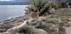Ιστός αράχνης κάλυψε βλάστηση 300 μέτρων στο Αιτωλικό
