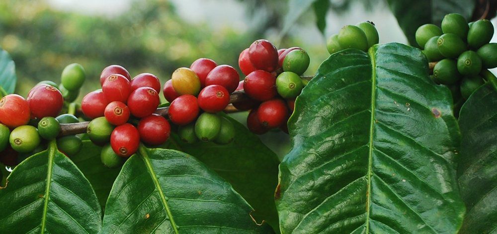 Τα περισσότερα είδη καφέ κινδυνεύουν με εξαφάνιση