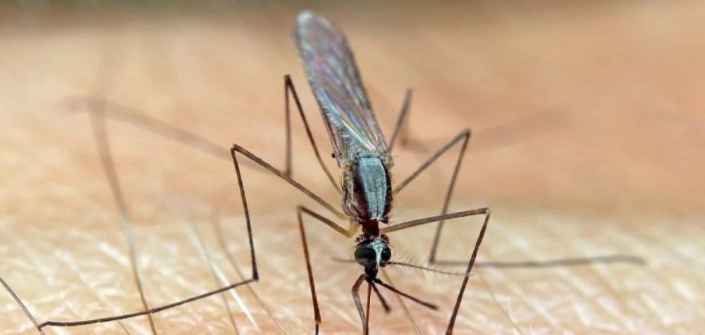 ECDC: Αυξάνεται στην Ευρώπη ο κίνδυνος μετάδοσης ασθενειών από τα κουνούπια