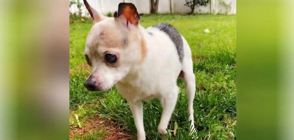 Πέθανε η σκυλίτσα που κατείχε το ρεκόρ του γηραιότερου σκύλου στον κόσμο