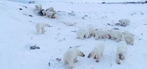56 αποκλεισμένες πολικές αρκούδες περιμένουν τον πάγο