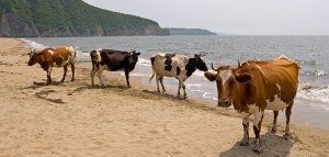 Επιτρέπονται οι αγελάδες σε παραλία γυμνιστών τις ημέρες του καύσωνα στη Σουηδία