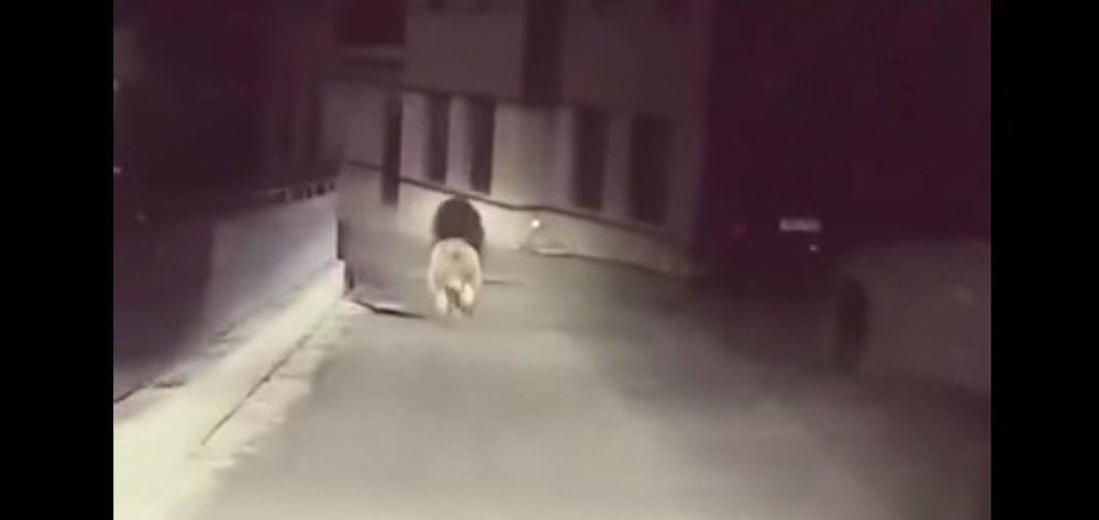 Άνθρωπος «καταδιώκει» αρκούδα στους δρόμους του Μετσόβου