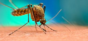 Συναγερμός για τα κουνούπια: Πως θα προστατευτούμε