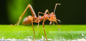 Επιστήμονες υπολόγισαν τον αριθμό των... μυρμηγκιών στη γη