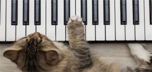 8 + 1 Μουσικόφιλα γατάκια … εν δράσει
